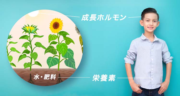 成長ホルモン 水・肥料が栄養素となる