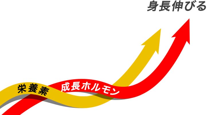 成長ホルモンと栄養素で身長が伸びる