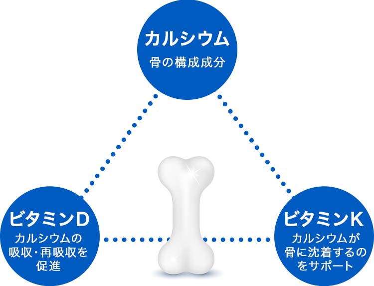 カルシルウは骨の構成成分、ビタミンDはカルシウムの吸収・再吸収を促進、ビタミンKはカルシウムが骨に沈着するのをサポート
