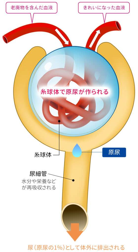膀胱