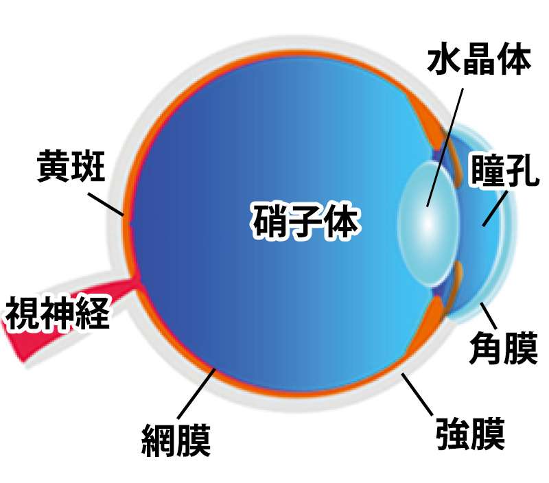 黄斑変性