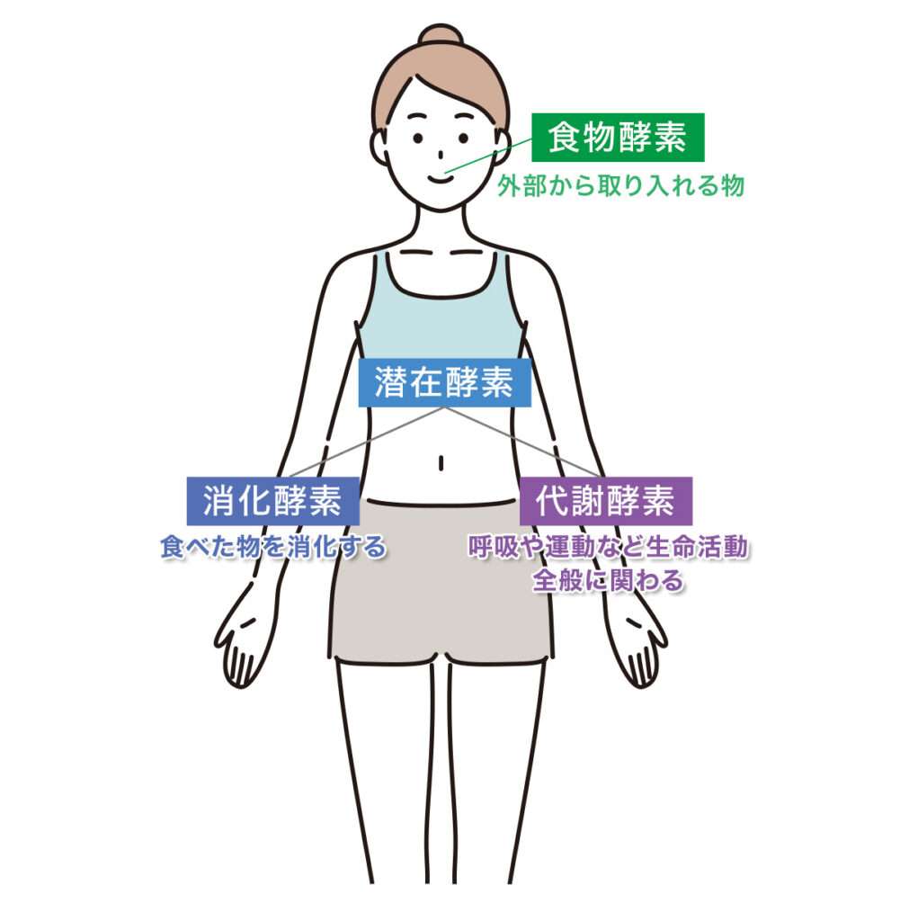 酵素の種類