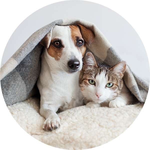 犬と猫