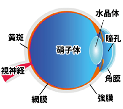 加齢黄斑変性とは
