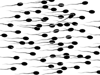 精子