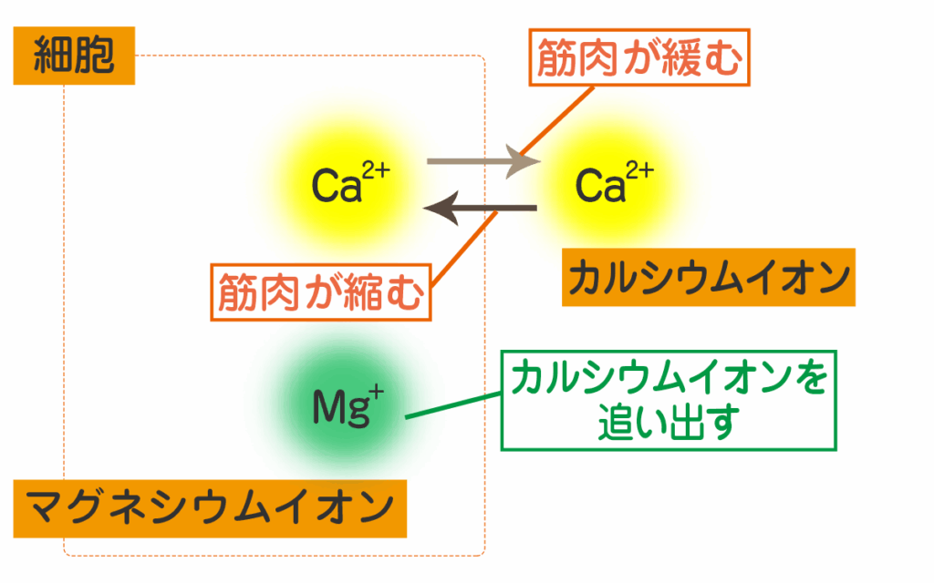 カルシウムイオン