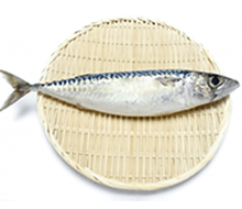 鯖
