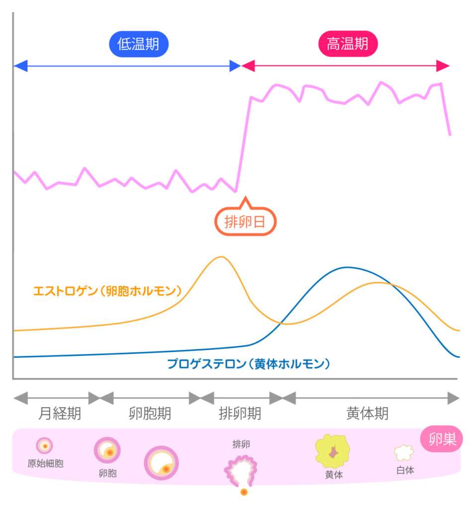 月経周期