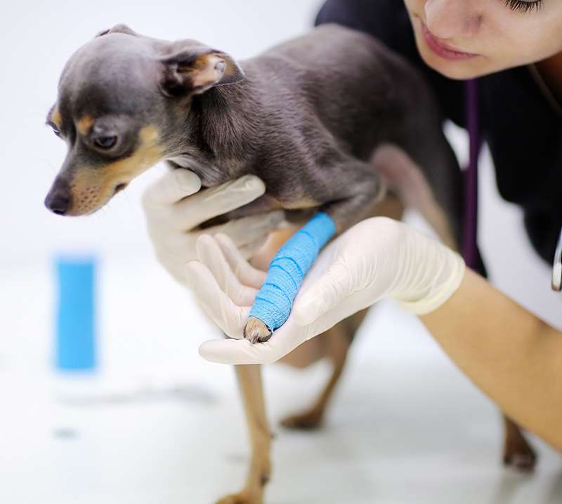 犬の関節炎
