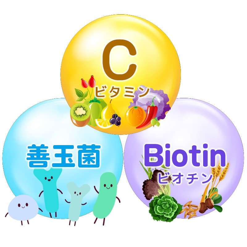 ビタミンC・善玉菌・ビオチン