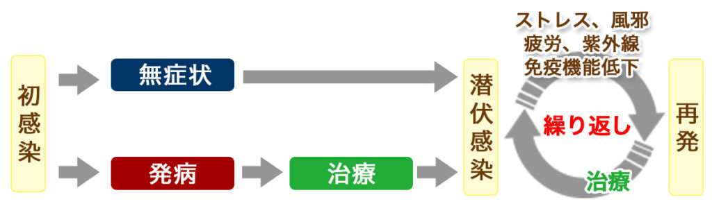 性器ヘルペスの特徴
