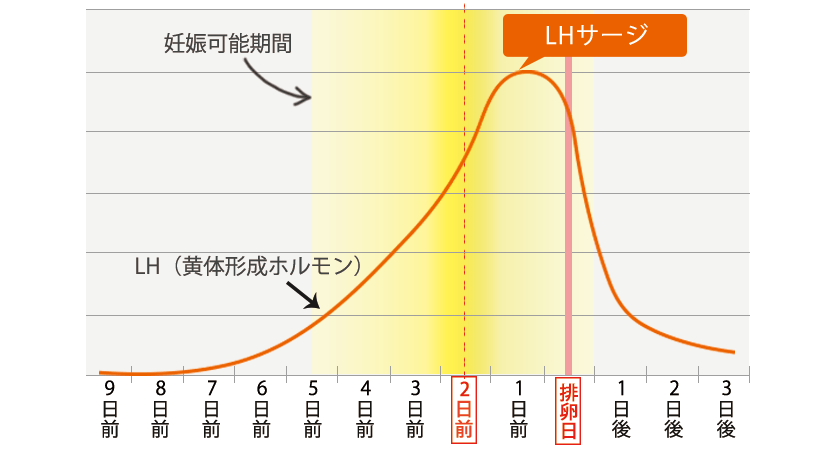 LHサージと排卵の関係