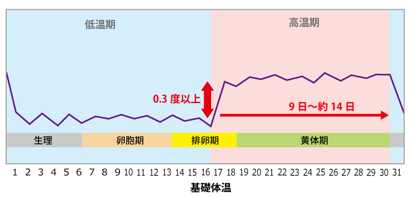 基礎体温