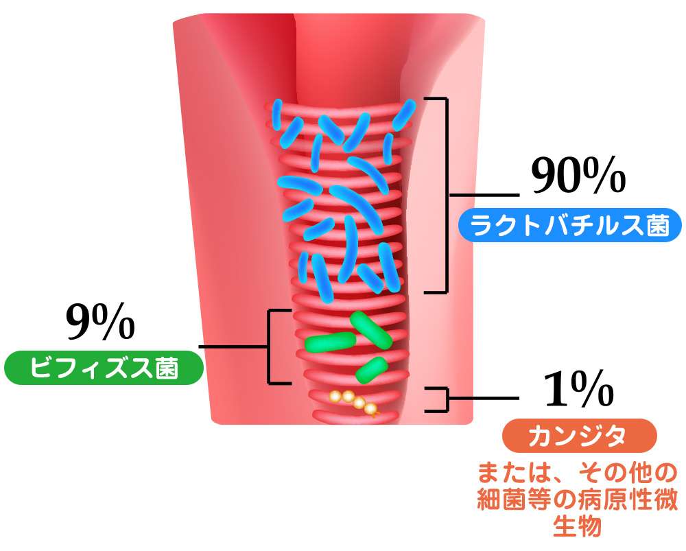健康な膣内フローラ