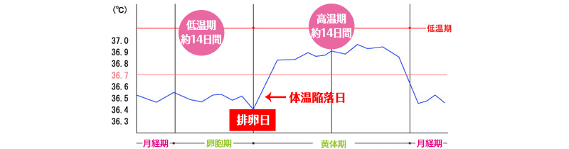 基礎体温表