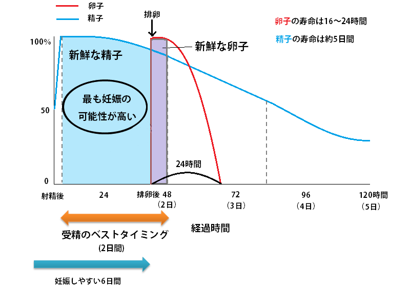 受精（妊娠）のベストタイミング
