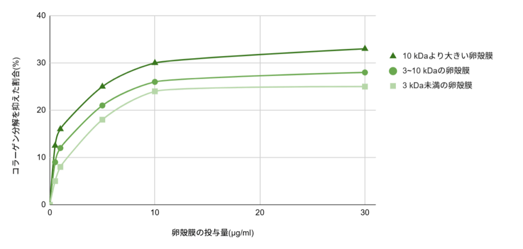 卵殻膜の分子が大きいほど、コラーゲンの分解を抑えたことが分かるグラフ