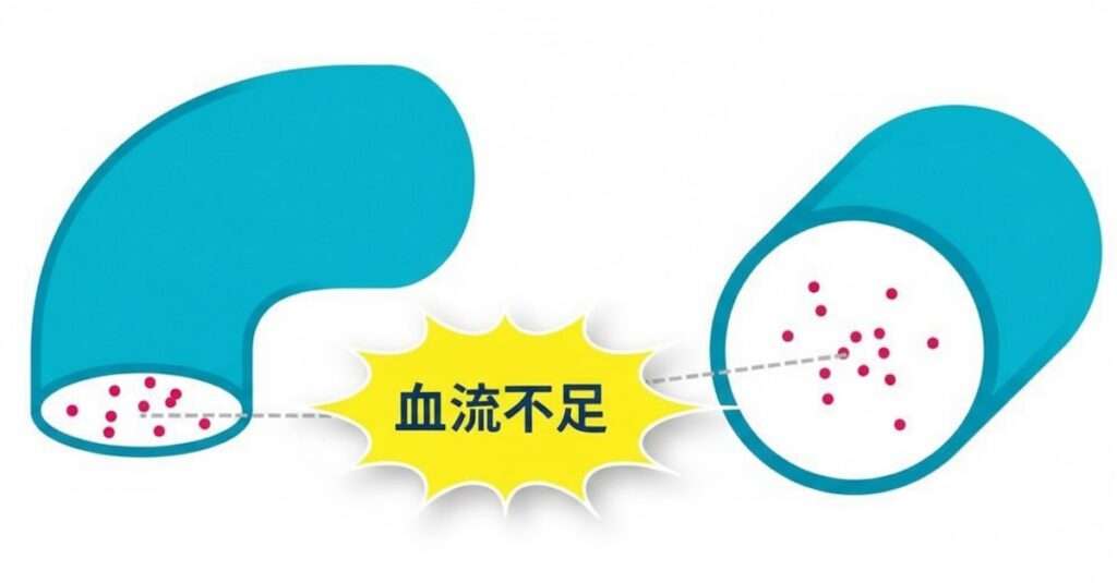 血流不足の海綿体