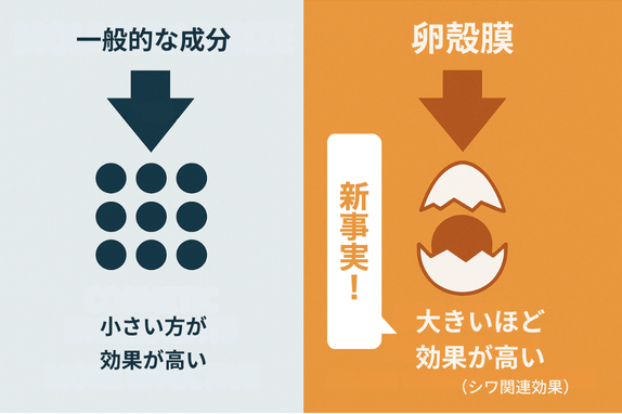 一般的に化粧品成分は小さいほど効果が高いが、卵殻膜は大きいほど効果が高い