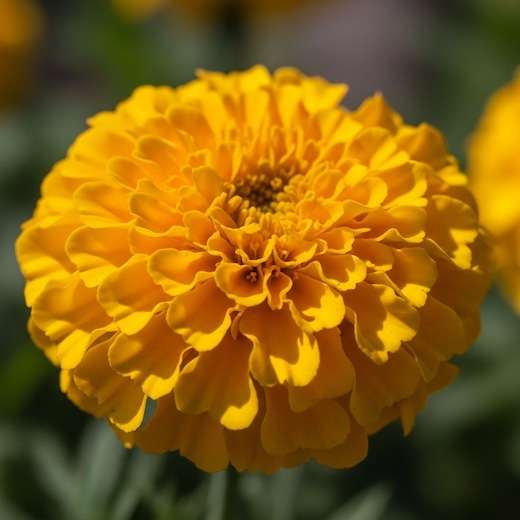 ルテインの花