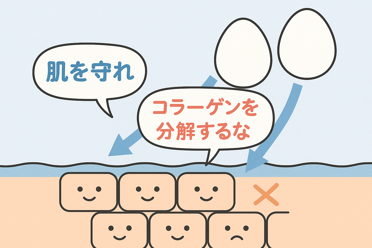 卵殻膜は皮膚の外側から肌に働きかける